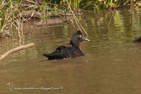 Pato real o Pato criollo (Muscovy Duck) Cairina moschata