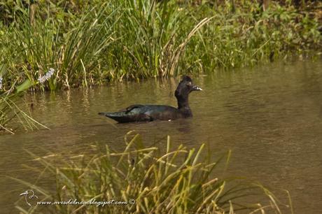 Pato real o Pato criollo (Muscovy Duck) Cairina moschata