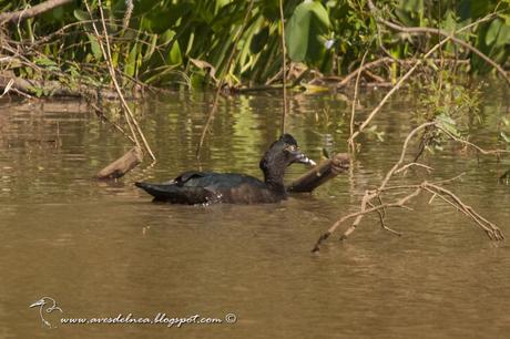 Pato real o Pato criollo (Muscovy Duck) Cairina moschata