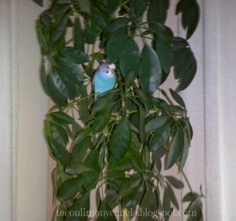 HOY COMPARTIMOS: MASCOTAS