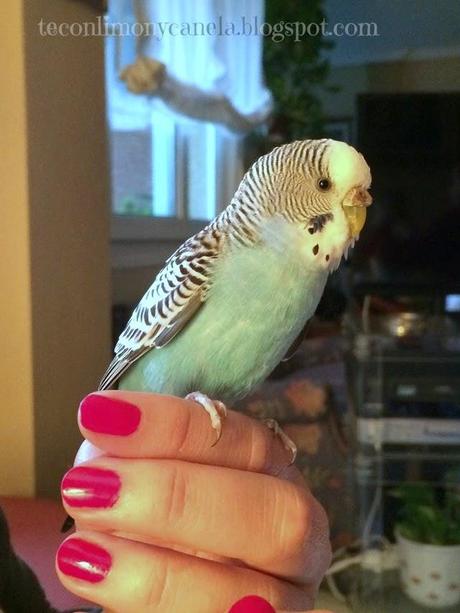 HOY COMPARTIMOS: MASCOTAS