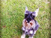 compartimos: mascotas