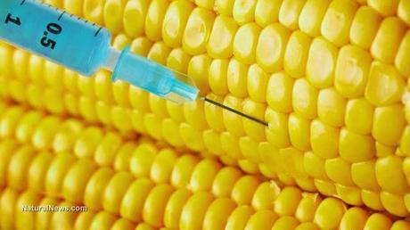 Sospechosa manipulación de datos en estudio de maíz transgénico de Monsanto
