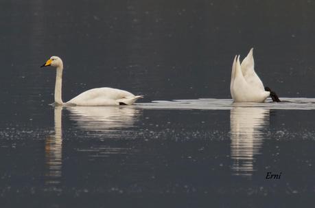 COLINDRES CONCURRIDO