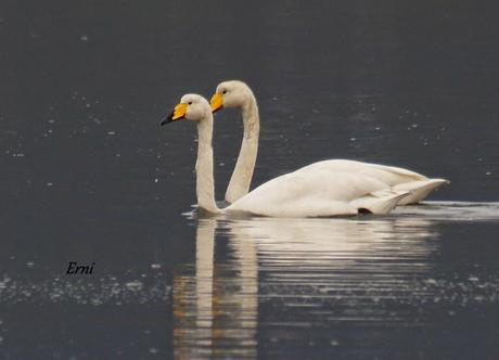 COLINDRES CONCURRIDO