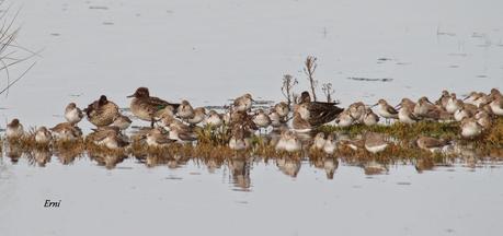 COLINDRES CONCURRIDO