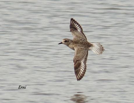 COLINDRES CONCURRIDO