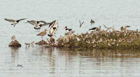 COLINDRES CONCURRIDO