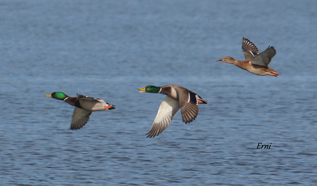 COLINDRES CONCURRIDO