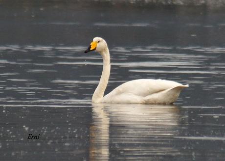 COLINDRES CONCURRIDO
