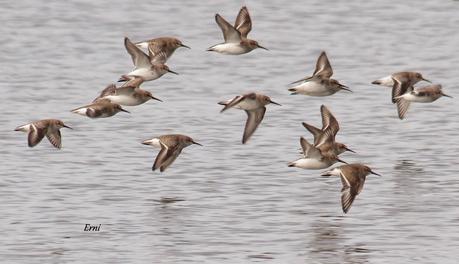 COLINDRES CONCURRIDO