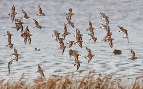 COLINDRES CONCURRIDO