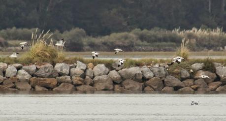 COLINDRES CONCURRIDO