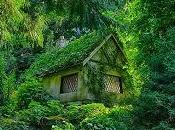 cabaña bosque encuentro lobos