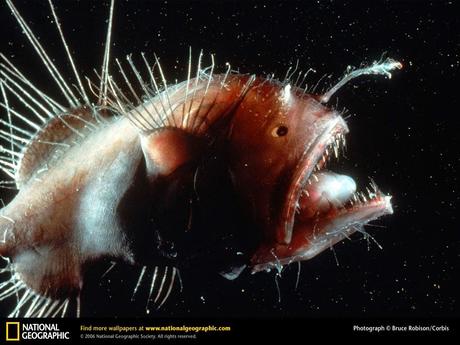 Fotografia de un pez pescador de National Geographic. Fotografo Bruce Robinson.