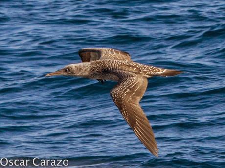 MAS  MA,....RINAS CON AVESCANTABRICAS