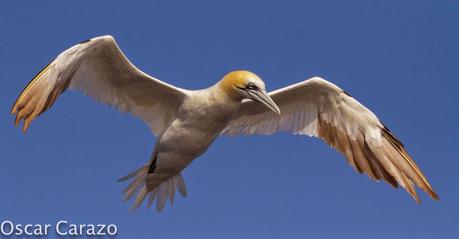 MAS  MA,....RINAS CON AVESCANTABRICAS