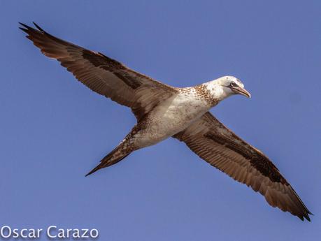 MAS  MA,....RINAS CON AVESCANTABRICAS