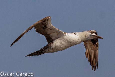 MAS  MA,....RINAS CON AVESCANTABRICAS