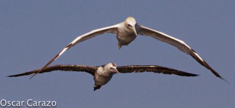 MAS  MA,....RINAS CON AVESCANTABRICAS