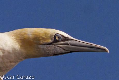 MAS  MA,....RINAS CON AVESCANTABRICAS