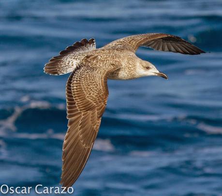 MAS  MA,....RINAS CON AVESCANTABRICAS