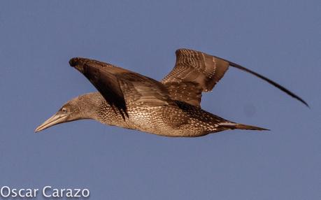 MAS  MA,....RINAS CON AVESCANTABRICAS