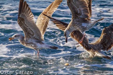 MAS  MA,....RINAS CON AVESCANTABRICAS