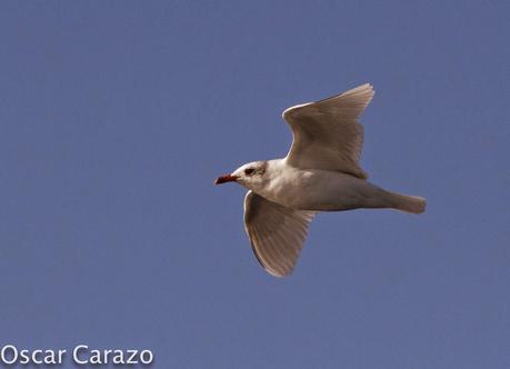 MAS  MA,....RINAS CON AVESCANTABRICAS