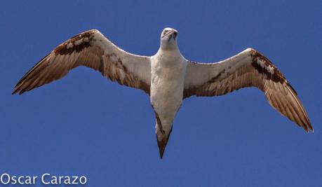 MAS  MA,....RINAS CON AVESCANTABRICAS