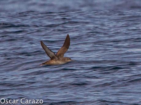 MAS  MA,....RINAS CON AVESCANTABRICAS