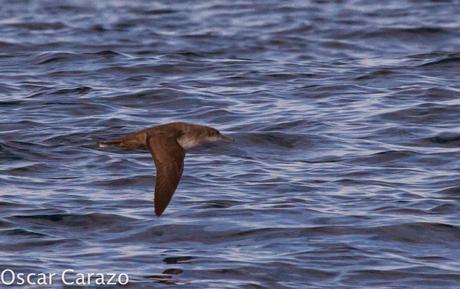 MAS  MA,....RINAS CON AVESCANTABRICAS