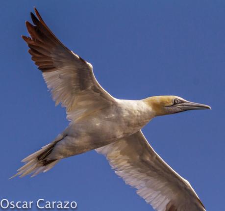 MAS  MA,....RINAS CON AVESCANTABRICAS