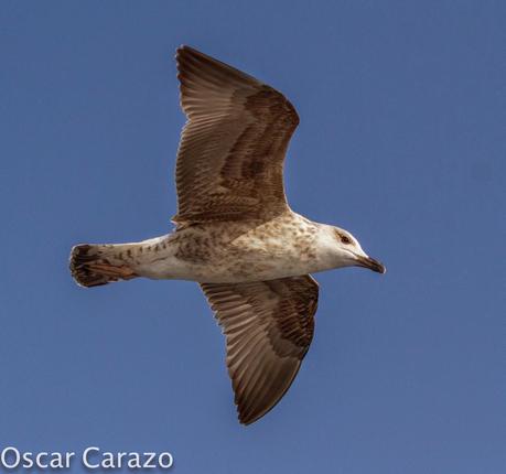 MAS  MA,....RINAS CON AVESCANTABRICAS