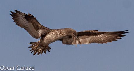 MAS  MA,....RINAS CON AVESCANTABRICAS