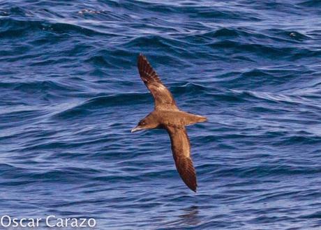 MAS  MA,....RINAS CON AVESCANTABRICAS