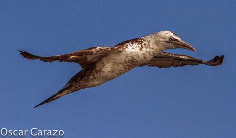 MAS  MA,....RINAS CON AVESCANTABRICAS