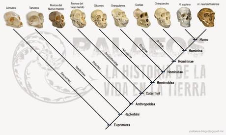 10 malentendidos comunes sobre Evolución