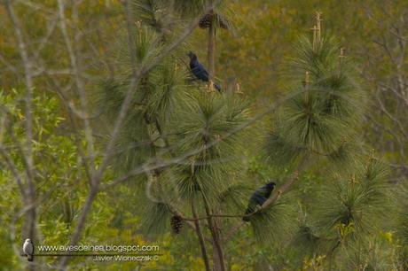 Urraca azul (Azure Jay) Cyanocorax caeruleus