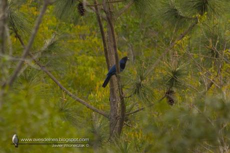 Urraca azul (Azure Jay) Cyanocorax caeruleus