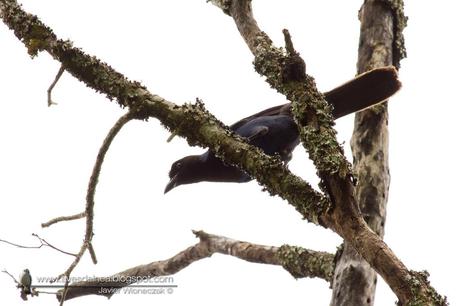Urraca azul (Azure Jay) Cyanocorax caeruleus