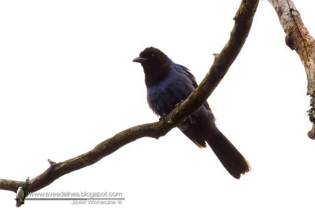Urraca azul (Azure Jay) Cyanocorax caeruleus
