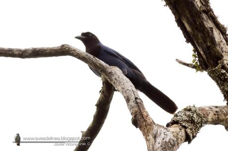 Urraca azul (Azure Jay) Cyanocorax caeruleus