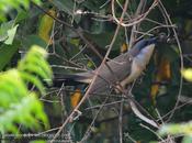 Cuclillo canela (Dark-billed Cuckoo) Coccyzus melacoryphus