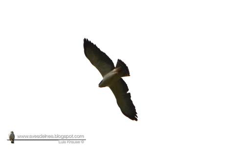 Aguilucho cola corta (Short-tailed Hawk) Buteo brachyurus