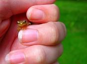 ¿Qué dicen uñas salud?