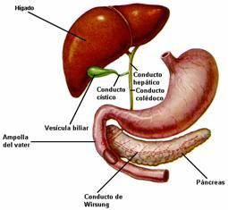 Limpiar el Higado de Forma Natural