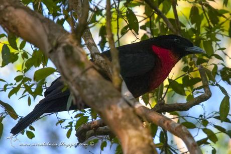 Yacutoro (Red-ruffed Fruitcrow) Pyroderus scutatus