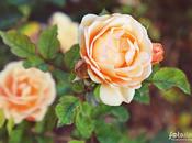 rosa siempre acompaña