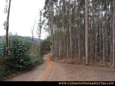 Ruta Deva, Gavio Cimero, Fario, Peña Cuatro Jueces: Eucaliptos